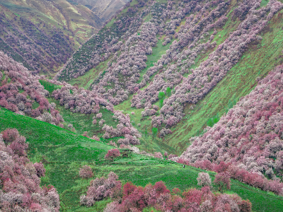 吐尔根杏花沟